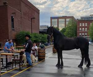 King's head parking lot with a horse