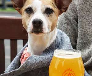 happy pup on our patio