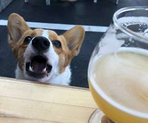 happy pup on our patio